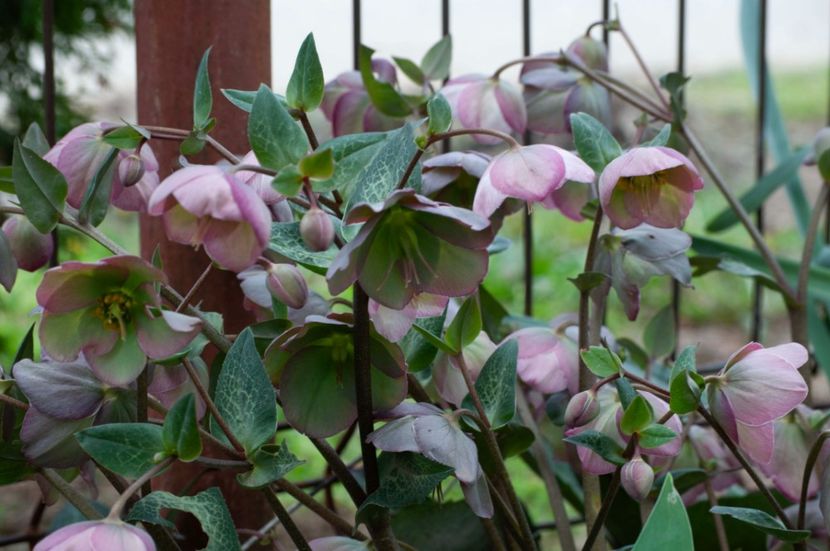 _DSC0414 - ANUL 2024