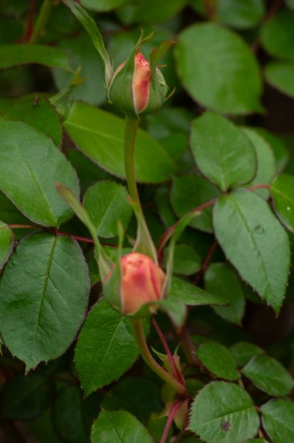 _DSC0451 - ANUL 2024