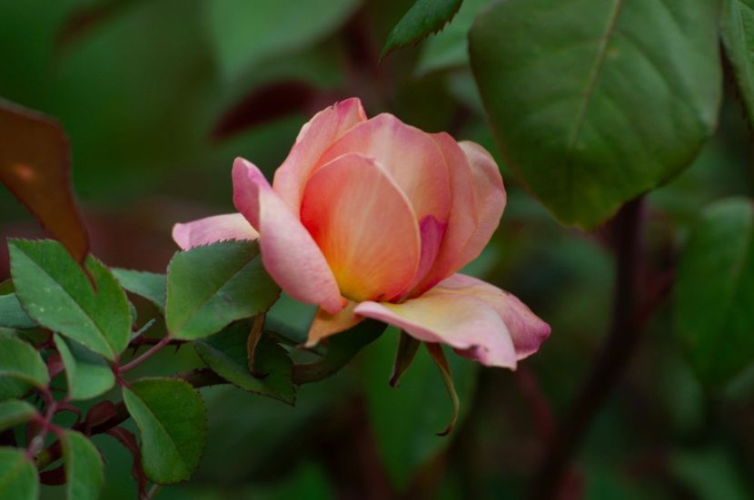 _DSC0485 - ANUL 2024