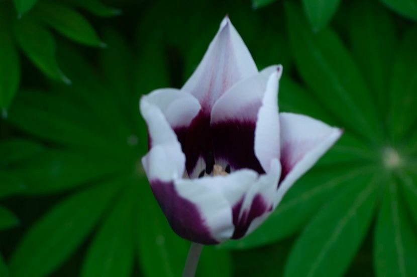 _DSC0491 - ANUL 2024