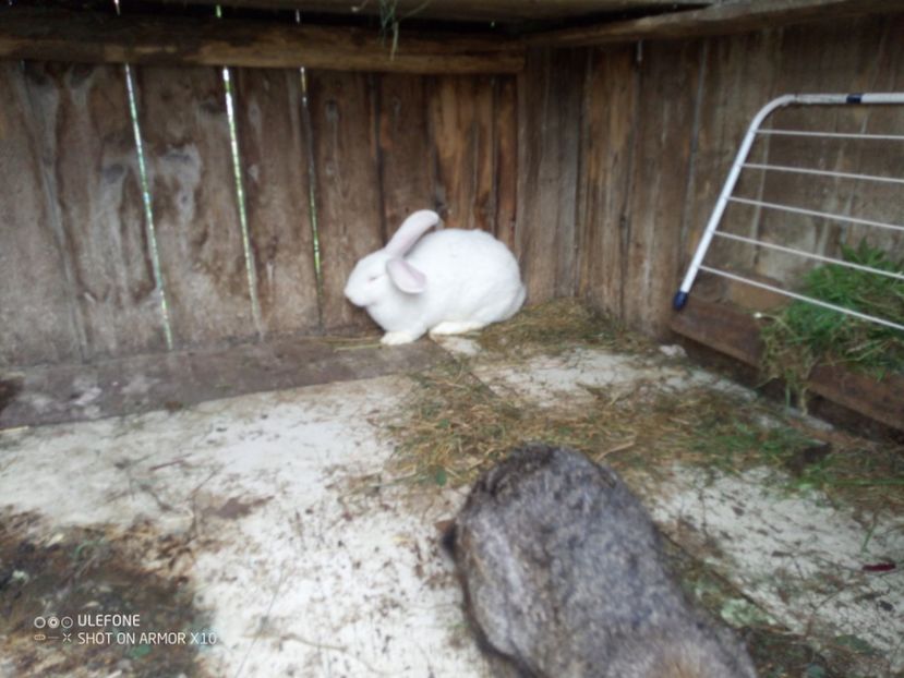  - 06 Iepuri UG și BG