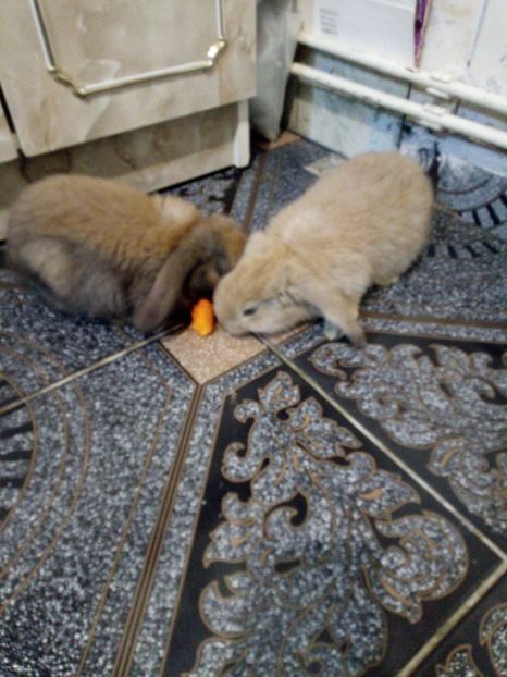  - 06 Iepuri UG și BG