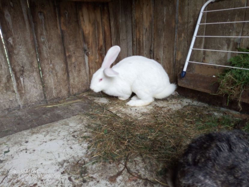  - 06 Iepuri UG și BG