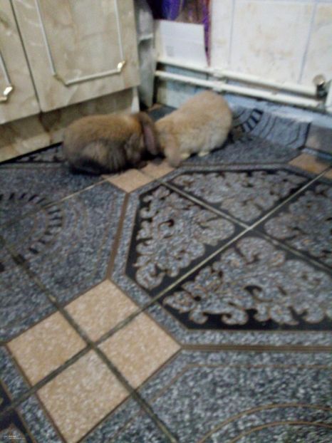  - 06 Iepuri UG și BG