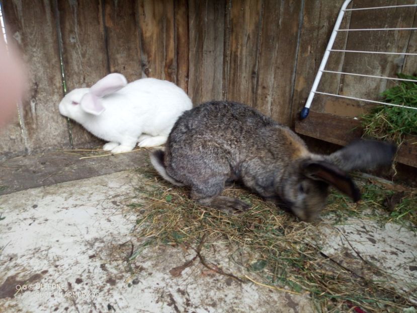  - 06 Iepuri UG și BG