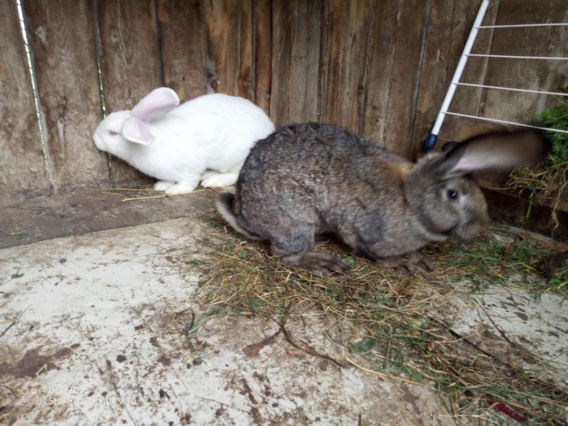  - 06 Iepuri UG și BG