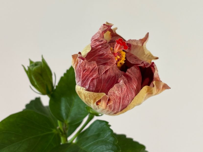  - Luv -Posog- Memories