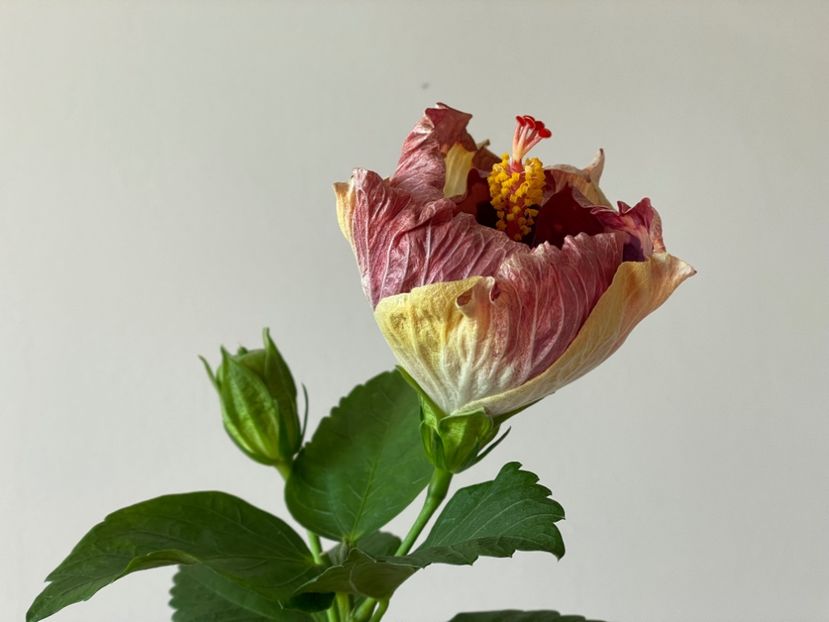  - Luv -Posog- Memories