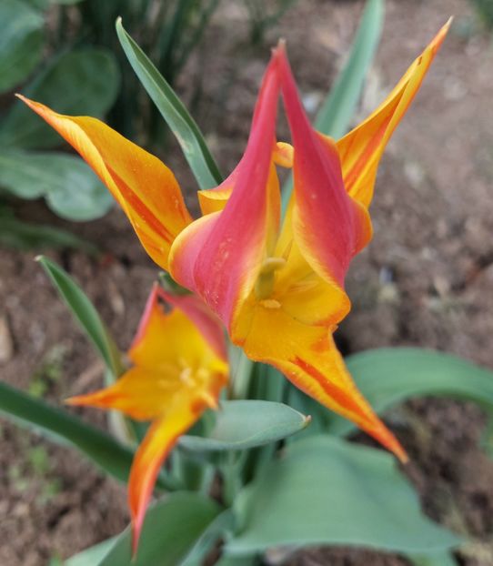  - 2024 - Grădinița de la bloc