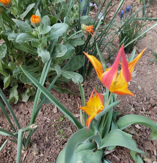  - 2024 - Grădinița de la bloc