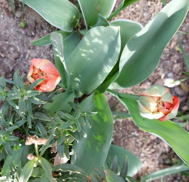  - 2024 - Grădinița de la bloc