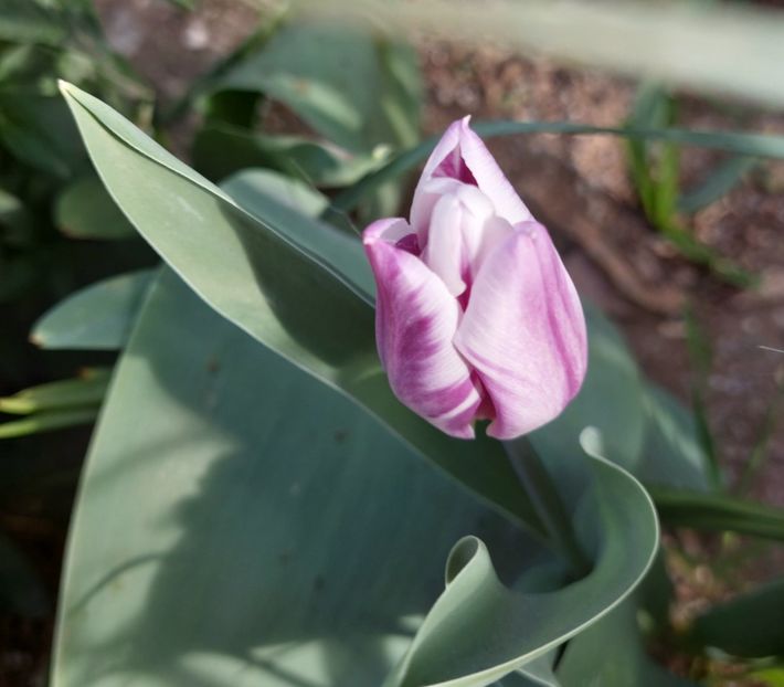  - 2024 - Grădinița de la bloc