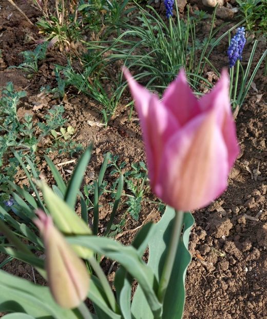  - 2024 - Grădinița de la bloc