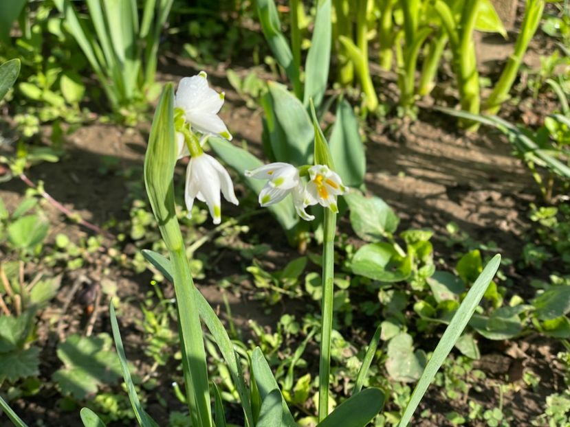  - 002 Grădina 2024 1