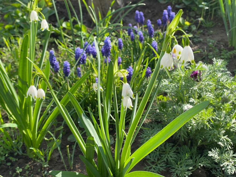  - 002 Grădina 2024 1