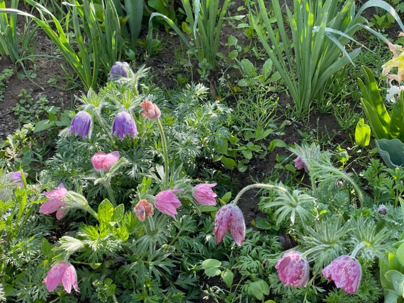  - 002 Grădina 2024 1