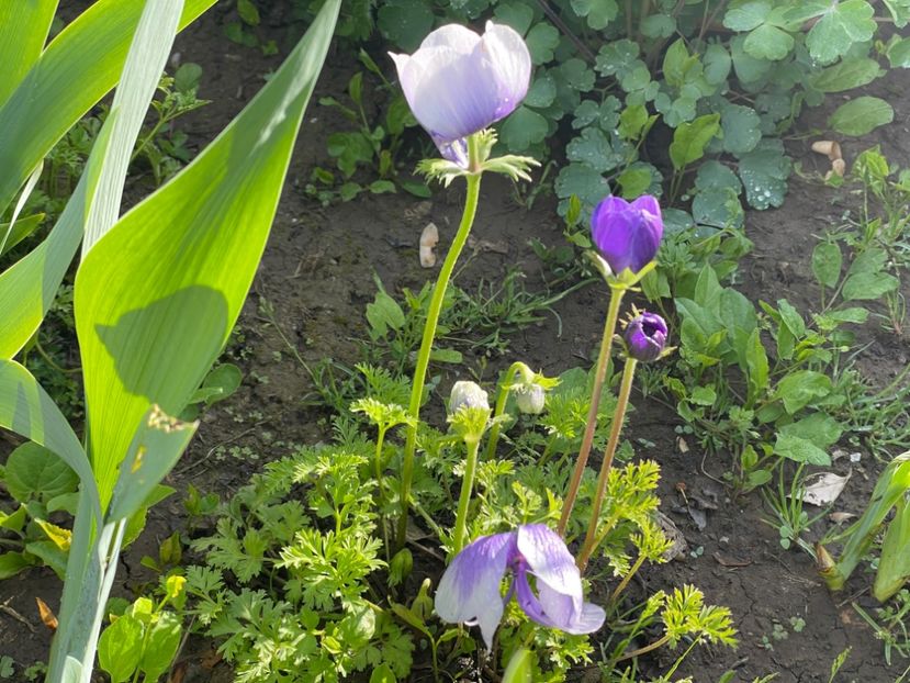  - 002 Grădina 2024 1