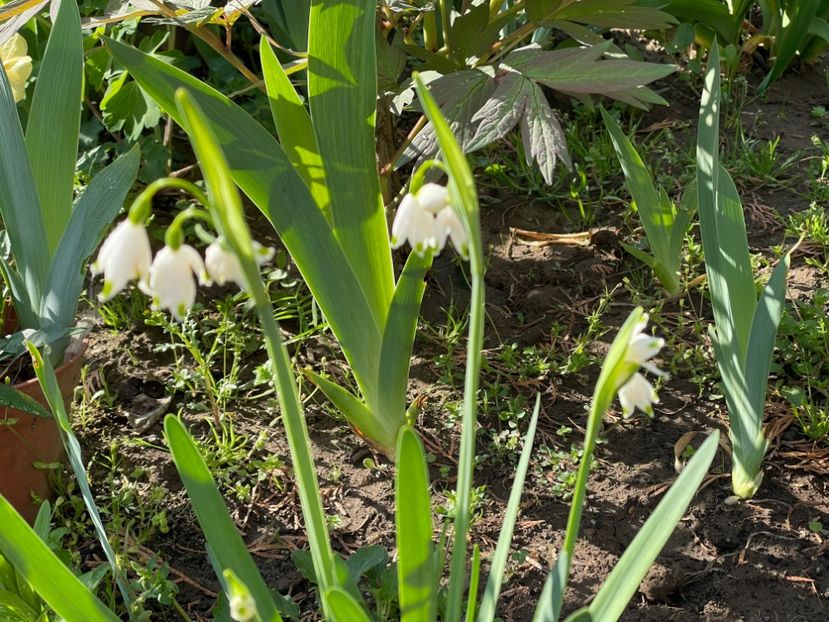  - 002 Grădina 2024 1