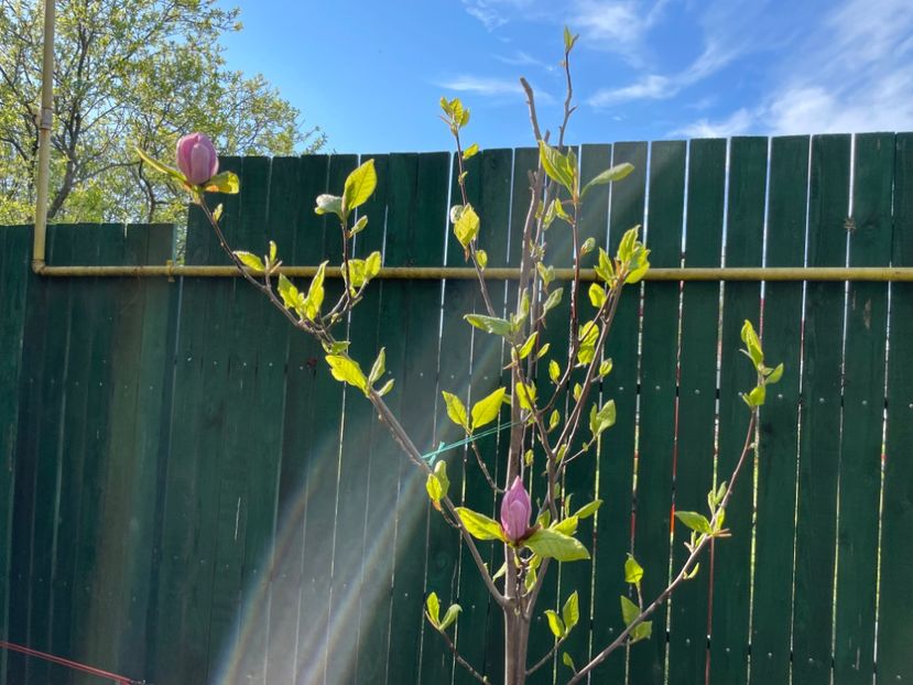  - 002 Grădina 2024 1