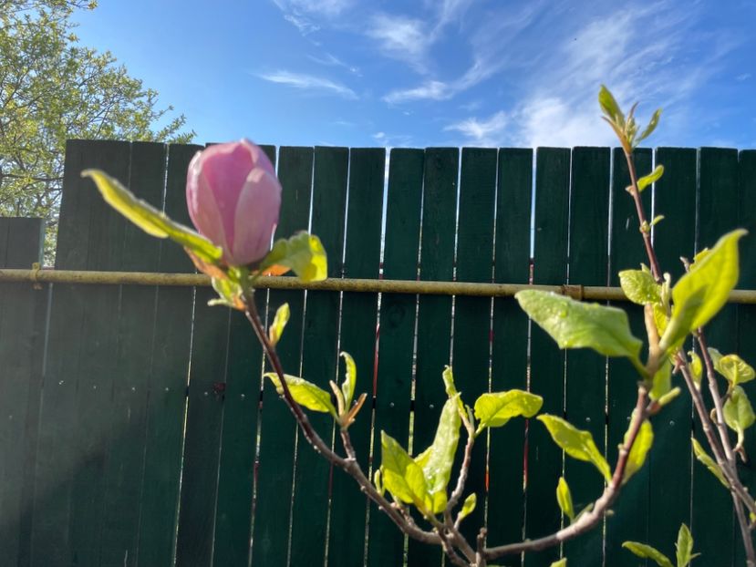  - 002 Grădina 2024 1