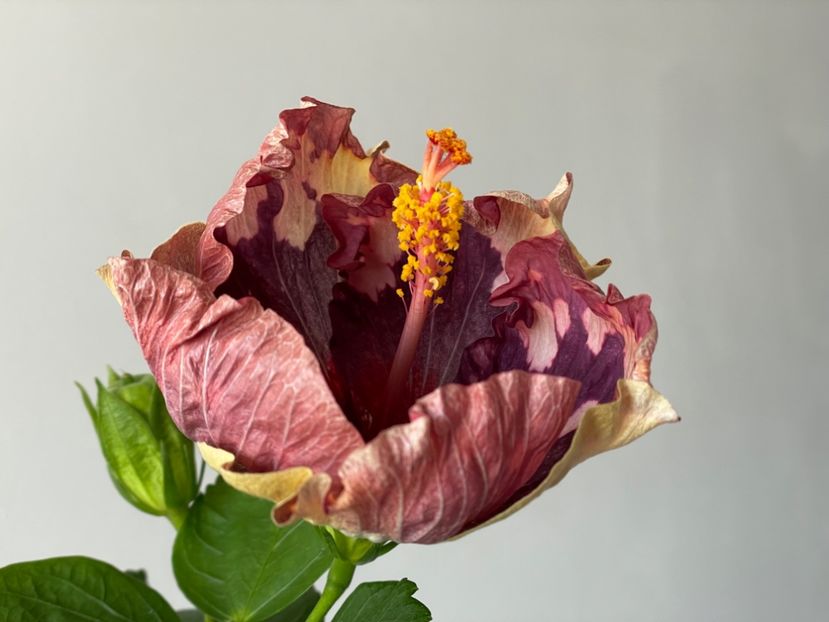 Polenizat - Luv -Posog- Memories