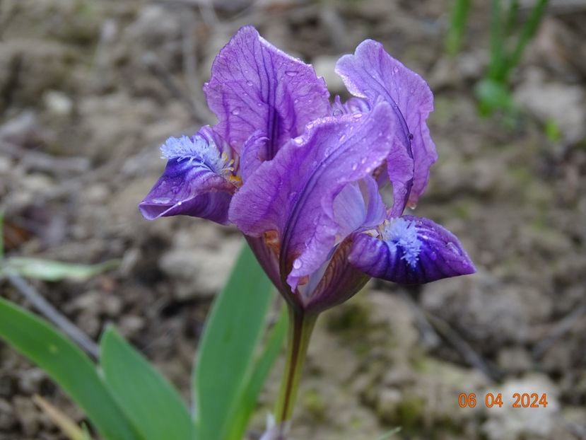 iris suavolens - Irisi 2024 -Dobarland