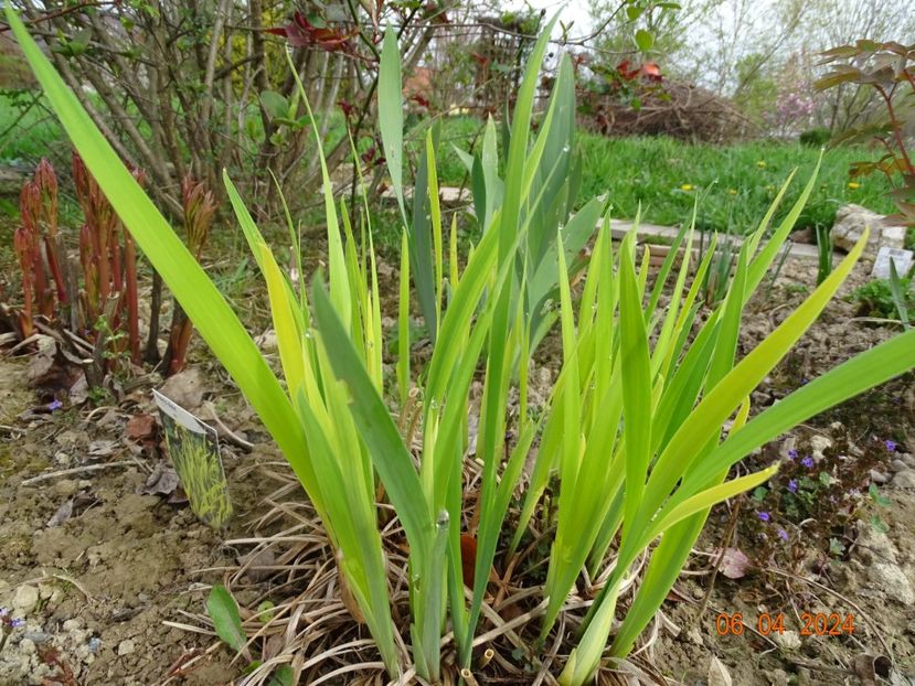 Fran's Gold (sibirica) - Irisi 2024 -Dobarland