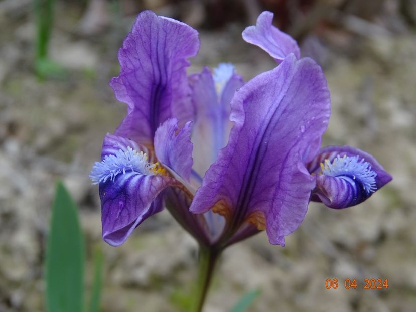 iris suavolens - Irisi 2024 -Dobarland