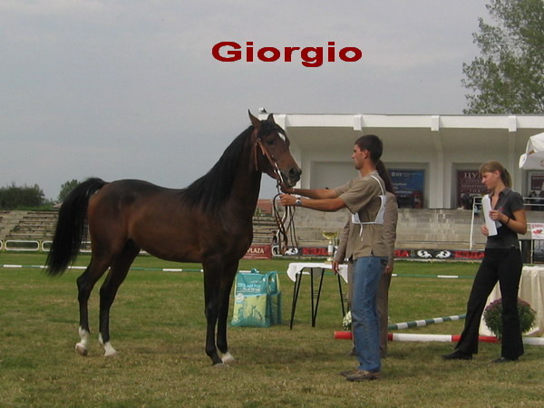 A-GEORGIO-10 - My horses - Arabian