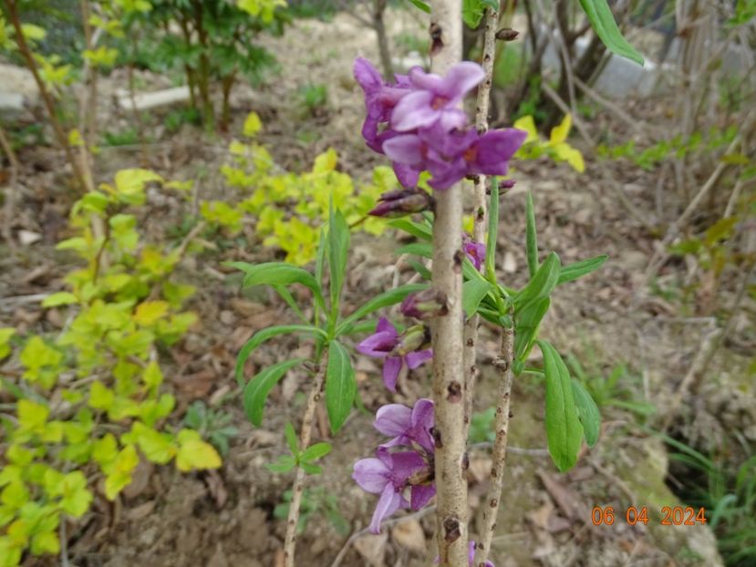 daphne mezereum Rubra - z-Dobarland 2024