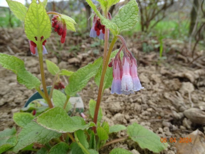 symphytum Wisley Blue - z-Dobarland 2024