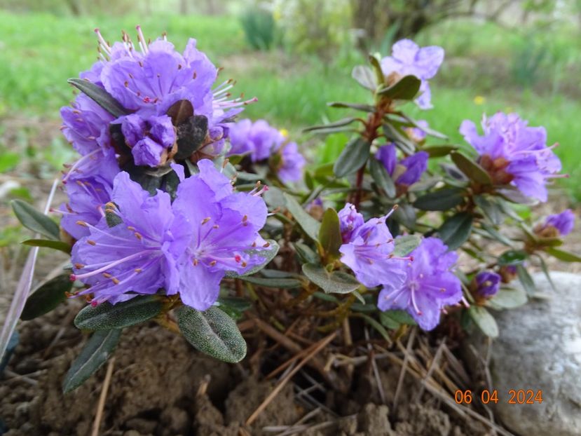 rhododendron Ramapo - Dobarland 2024 2