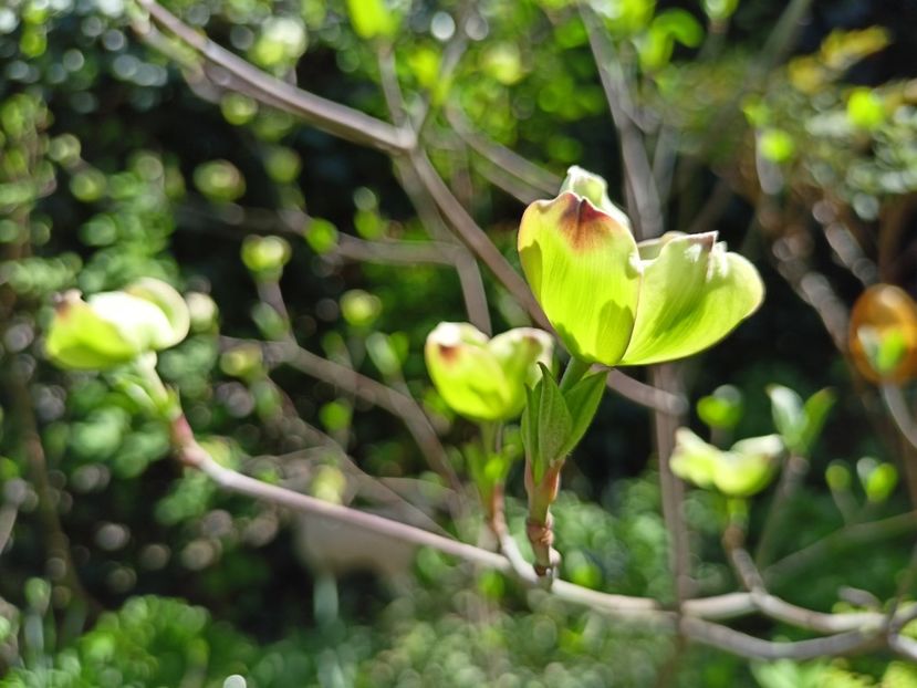 Cornus florida Cloud Nine - Grădina 2024