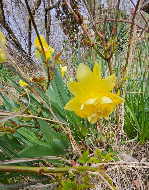  - Narcise 2017 2023 24