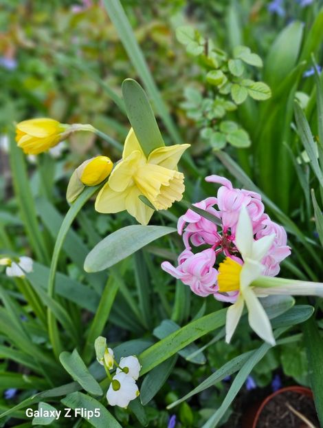  - Narcise 2017 2023 24