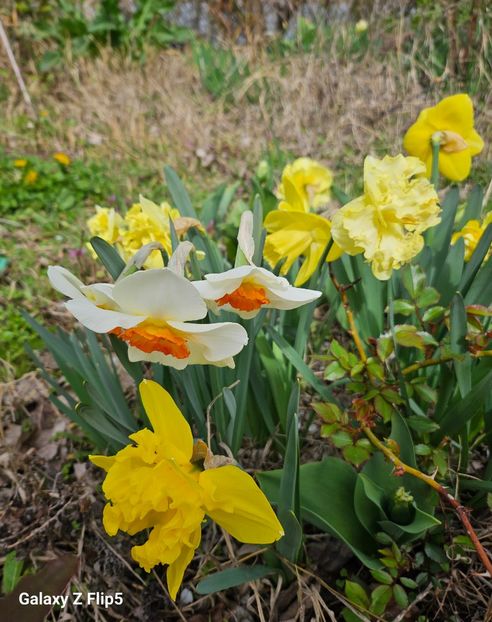  - Narcise 2017 2023 24