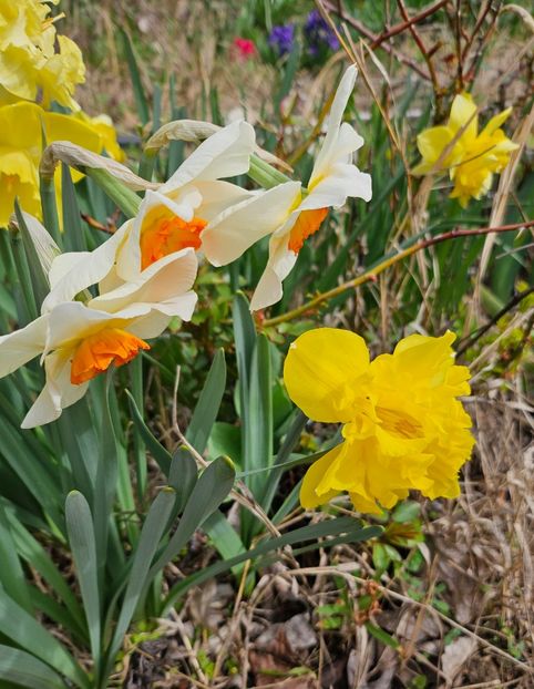  - Narcise 2017 2023 24