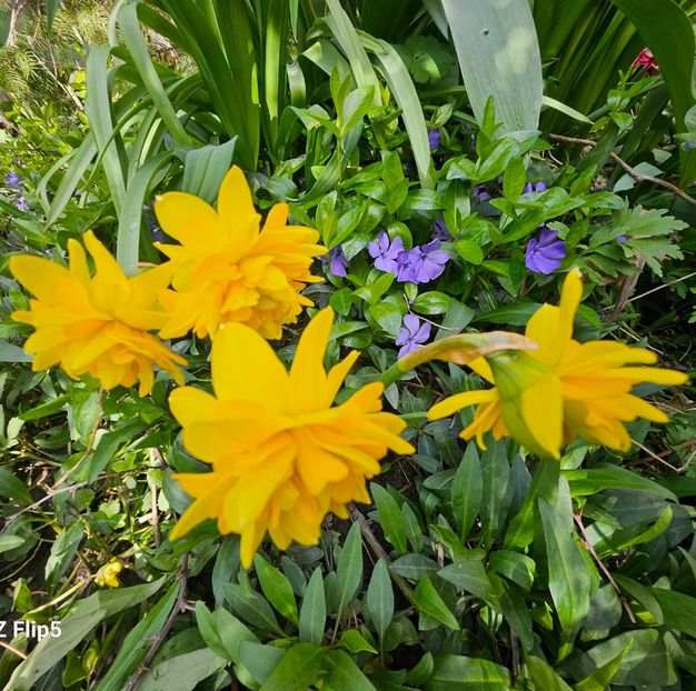  - Narcise 2017 2023 24