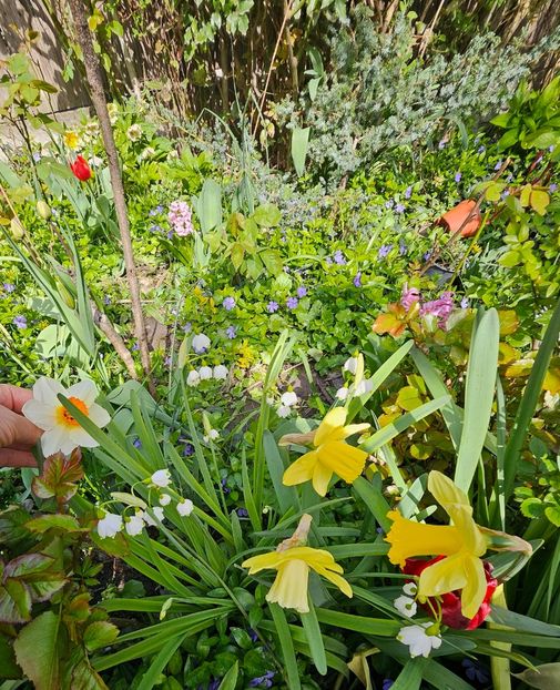  - Narcise 2017 2023 24