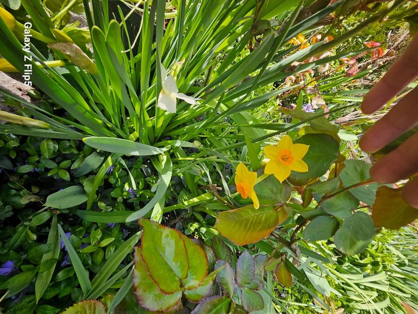  - Narcise 2017 2023 24