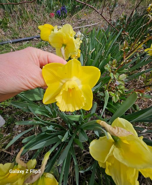  - Narcise 2017 2023 24