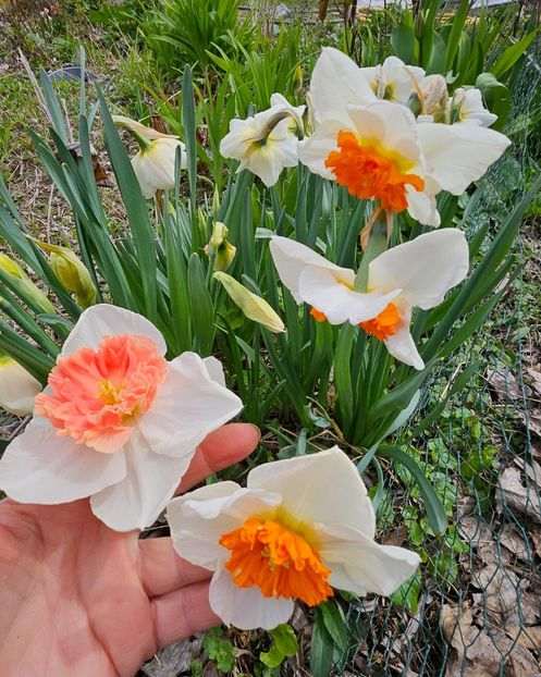  - Narcise 2017 2023 24