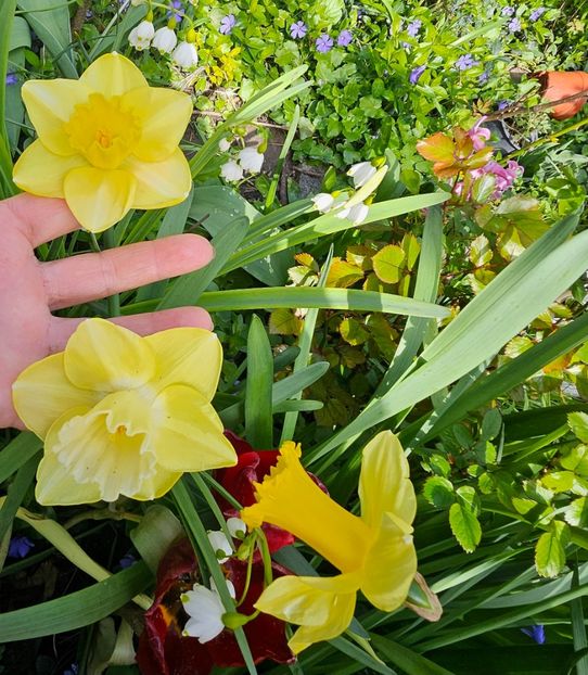  - Narcise 2017 2023 24