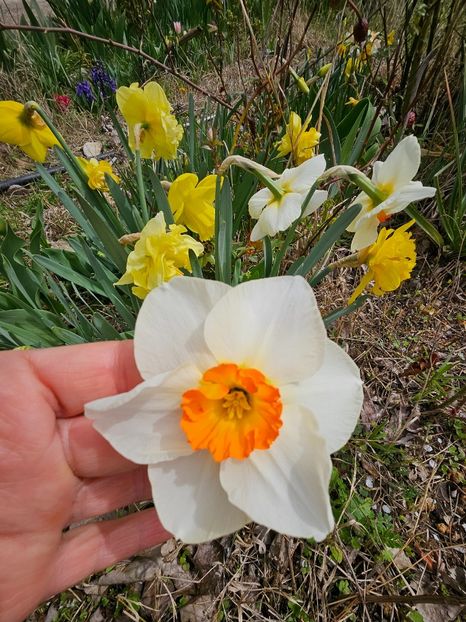  - Narcise 2017 2023 24