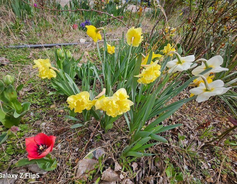  - Narcise 2017 2023 24