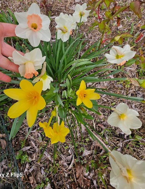  - Narcise 2017 2023 24