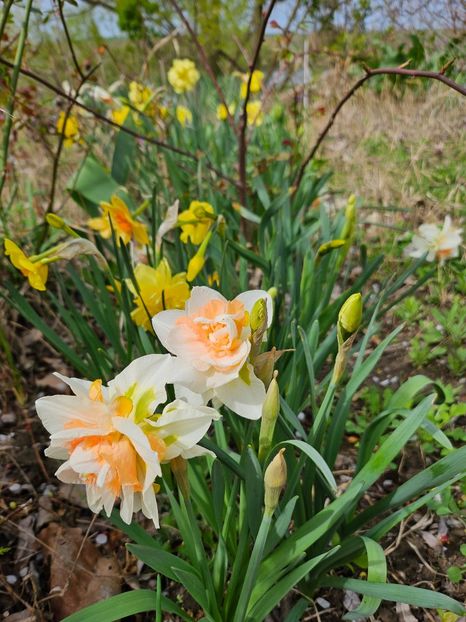  - Narcise 2017 2023 24