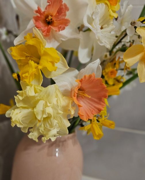  - Narcise 2017 2023 24