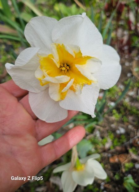  - Narcise 2017 2023 24