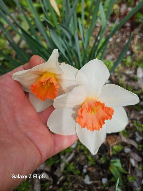  - Narcise 2017 2023 24